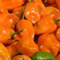 yellow lantern chili